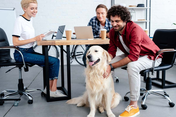 Bürohund