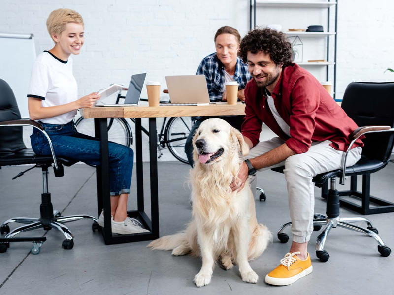 Bürohund
